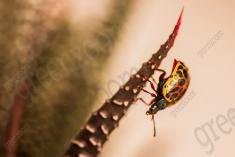 Joaninha 10 <em>(3172)</em>