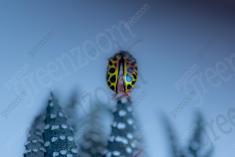 Joaninha 11 <em>(3173)</em>