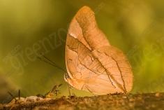 Borboleta 389 <em>(3174)</em>