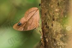 Borboleta 390 <em>(3175)</em>