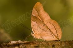 Borboleta 391 <em>(3176)</em>