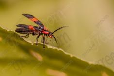 Inseto 231 <em>(3177)</em>