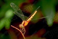 Libelula 90 <em>(3178)</em>