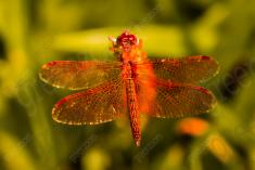 Libelula 91 <em>(3179)</em>