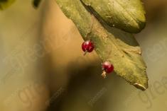 Flor 314 <em>(3180)</em>