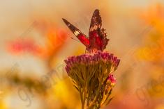 Borboleta 384 <em>(3181)</em>