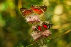 Borboleta 385 <em>(3182)</em>