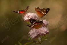 Borboleta 386 <em>(3183)</em>