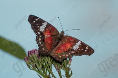 Borboleta 387 <em>(3184)</em>