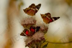 Borboleta 388 <em>(3185)</em>