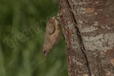 Corruíra 10 <em>(3186)</em>