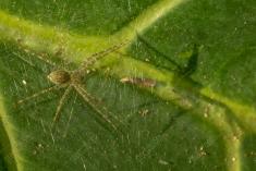 Aranha 99 <em>(3187)</em>