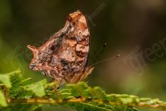 Borboleta 392 <em>(3188)</em>