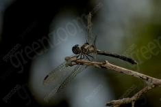 Libelula 92 <em>(3189)</em>