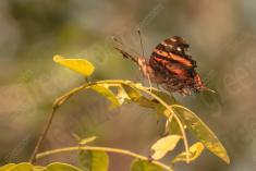 Borboleta 393 <em>(3190)</em>