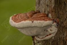 Cogumelo 47 <em>(3191)</em>