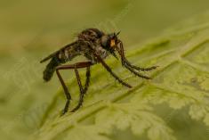 Inseto 234 <em>(3192)</em>