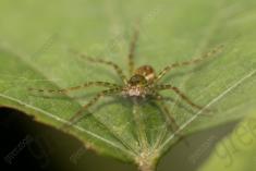 Aranha 100 <em>(3193)</em>