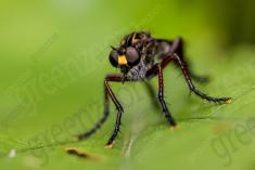 Inseto 232 <em>(3194)</em>