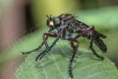 Inseto 233 <em>(3196)</em>