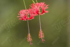 Flor 312 <em>(3197)</em>