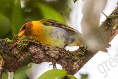 Saíra Ferrugem 1 <em>(3198)</em>