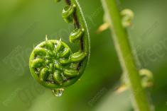 Flor 313 <em>(3199)</em>