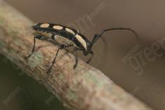 Inseto 235 <em>(3200)</em>