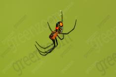 Aranha 101 <em>(3201)</em>