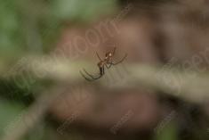 Aranha 102 <em>(3202)</em>