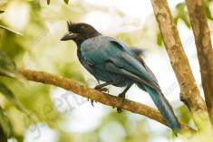 Gralha Azul 1 <em>(3203)</em>