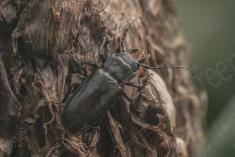 Inseto 236 <em>(3204)</em>