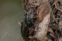 Inseto 237 <em>(3205)</em>