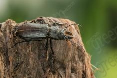 Inseto 238 <em>(3206)</em>