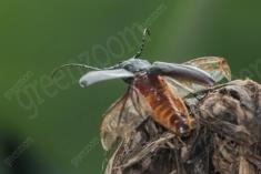 Inseto 239 <em>(3207)</em>