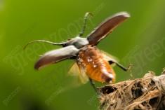 Inseto 240 <em>(3208)</em>