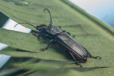 Inseto 241 <em>(3209)</em>