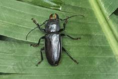 Inseto 242 <em>(3210)</em>