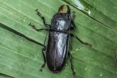 Inseto 243 <em>(3211)</em>