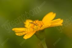 Flor 315 <em>(3212)</em>