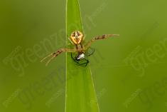 Aranha 103 <em>(3213)</em>