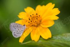 Flor 317 <em>(3215)</em>