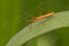 Inseto 244 <em>(3216)</em>