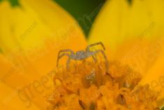 Aranha 104 <em>(3217)</em>