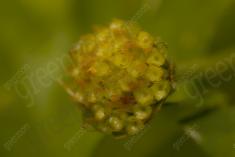 Flor 318 <em>(3218)</em>