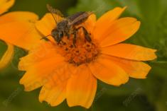 Flor 319 <em>(3219)</em>