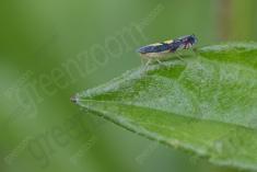 Inseto 245 <em>(3220)</em>