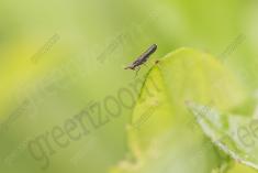 Inseto 246 <em>(3221)</em>