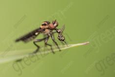 Inseto 247 <em>(3222)</em>