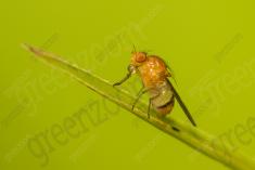 Inseto 248 <em>(3223)</em>